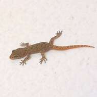 Image of Barton’s thin-toed gecko