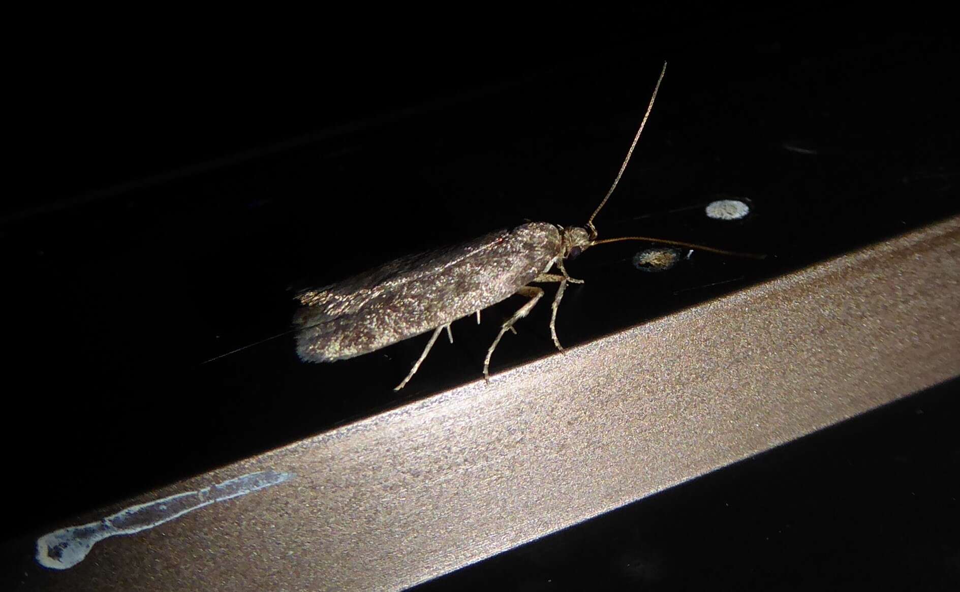 Image of Phaeosaces apocrypta