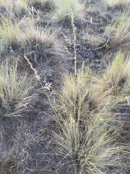 Festuca arizonica Vasey resmi