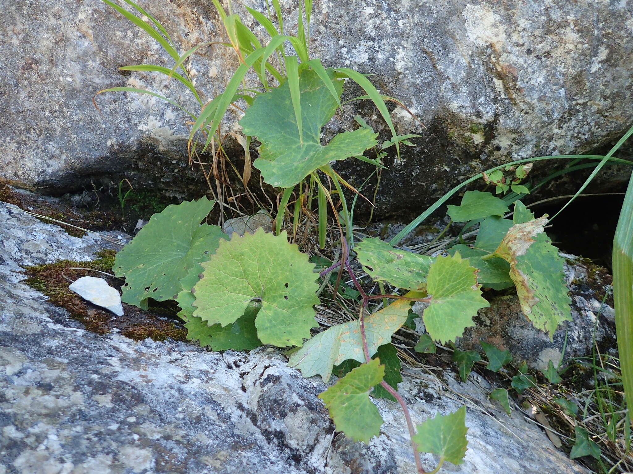 Image of Adenostyles alpina (L.) Bluff & Fingerh.