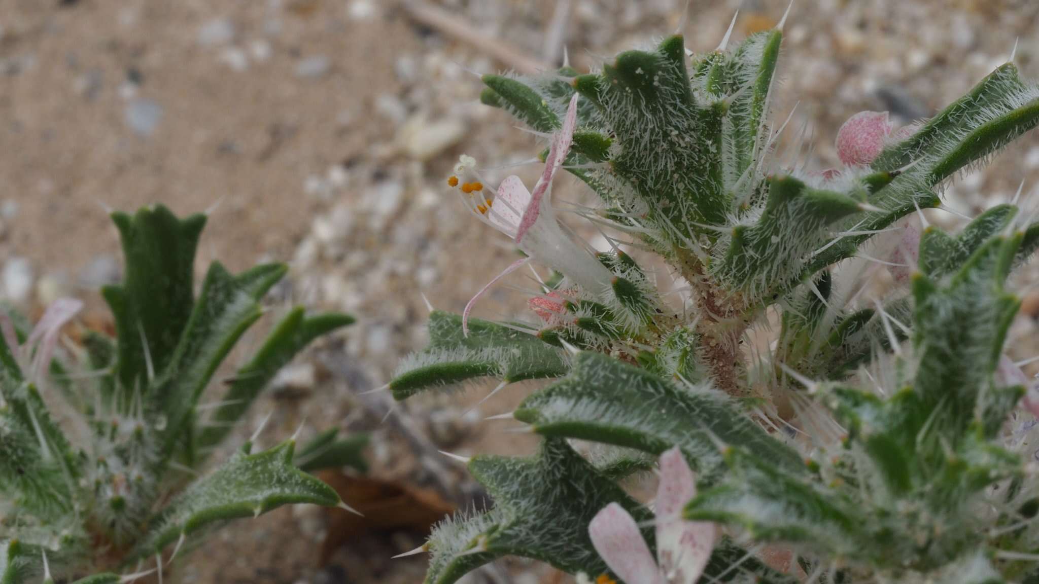 Image of Schott's calico