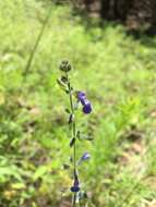 Image of sawtooth sage