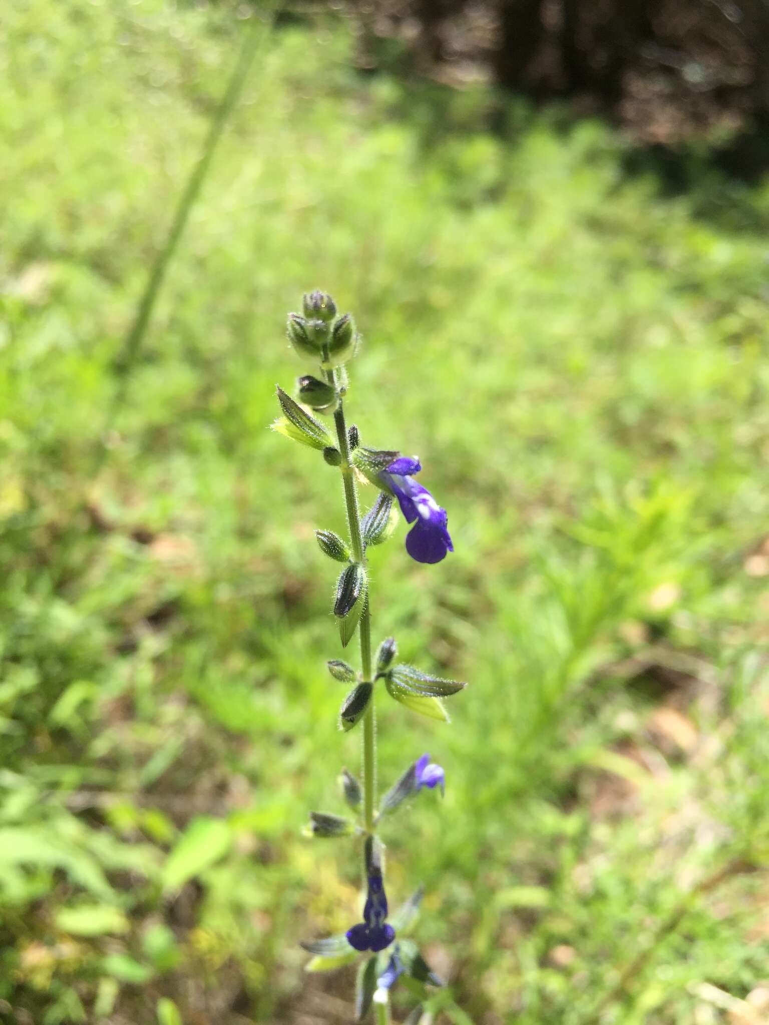 Salvia subincisa Benth. resmi