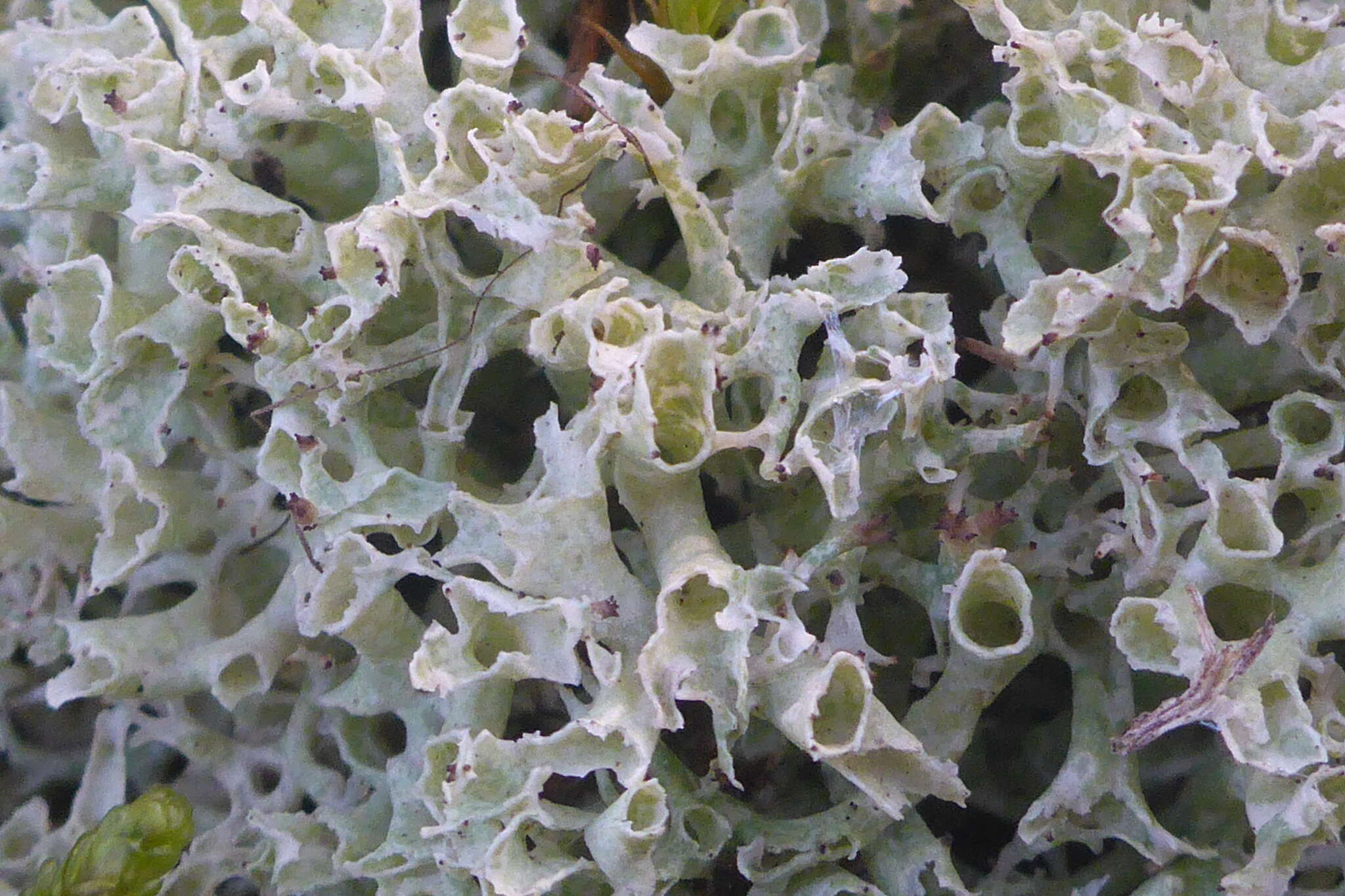 Image of Thorn cladonia