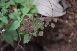 Image of Euphorbia fimbrilligera Mart.