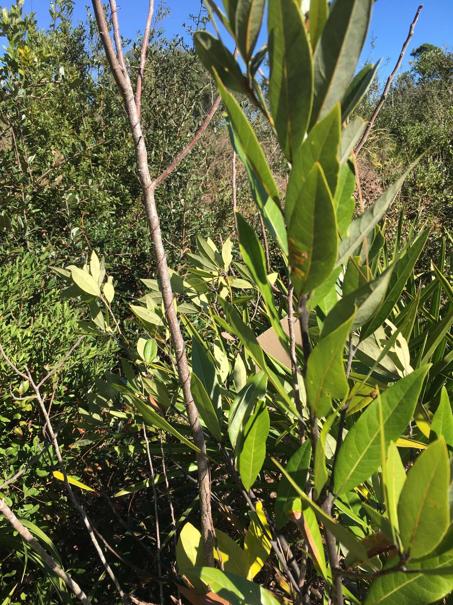 Persea humilis Nash resmi