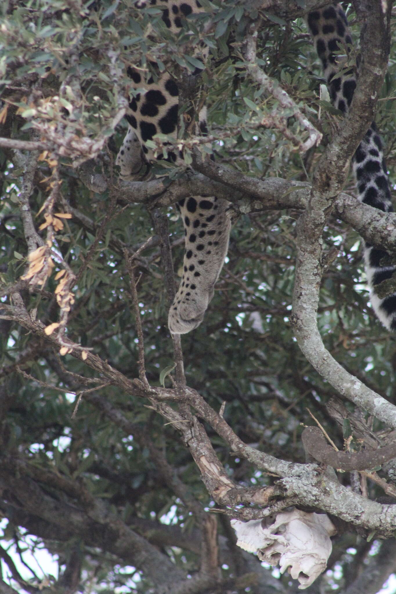 Image of African leopard