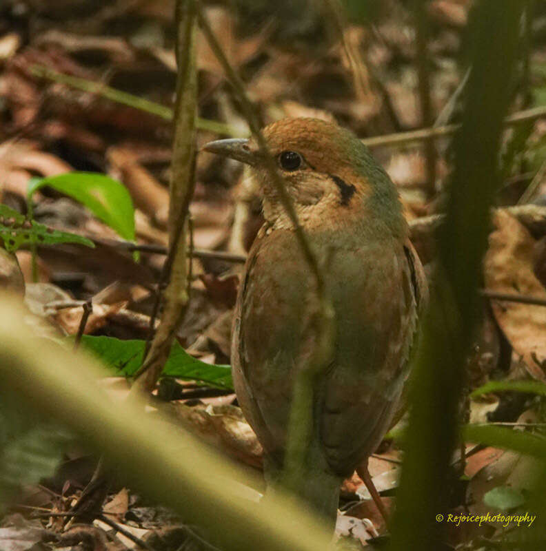 Image of Blue-naped Pitta