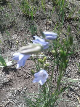 Imagem de Campanula alaskana (A. Gray) W. Wight ex J. P. Anderson