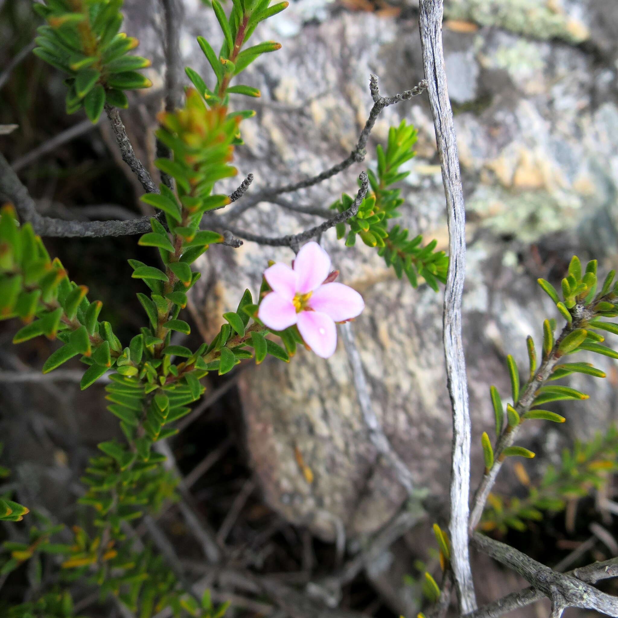 Image of Acmadenia rupicola I. Williams