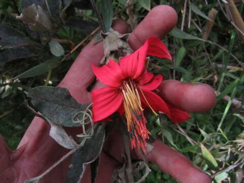 Image of Mutisia clematis L. fil.