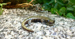 Image of Mount Lyell Salamander