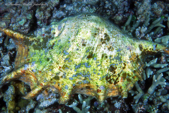 Image of Giant spider conch