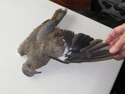 Image of White-winged Dove