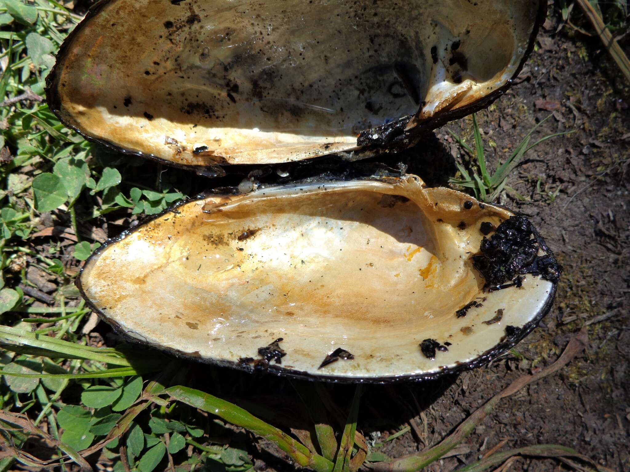 Image of Swollen River Mussel