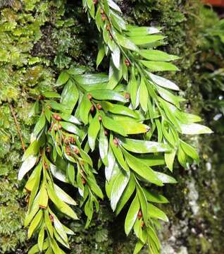 Image de Tmesipteris norfolkensis P. S. Green