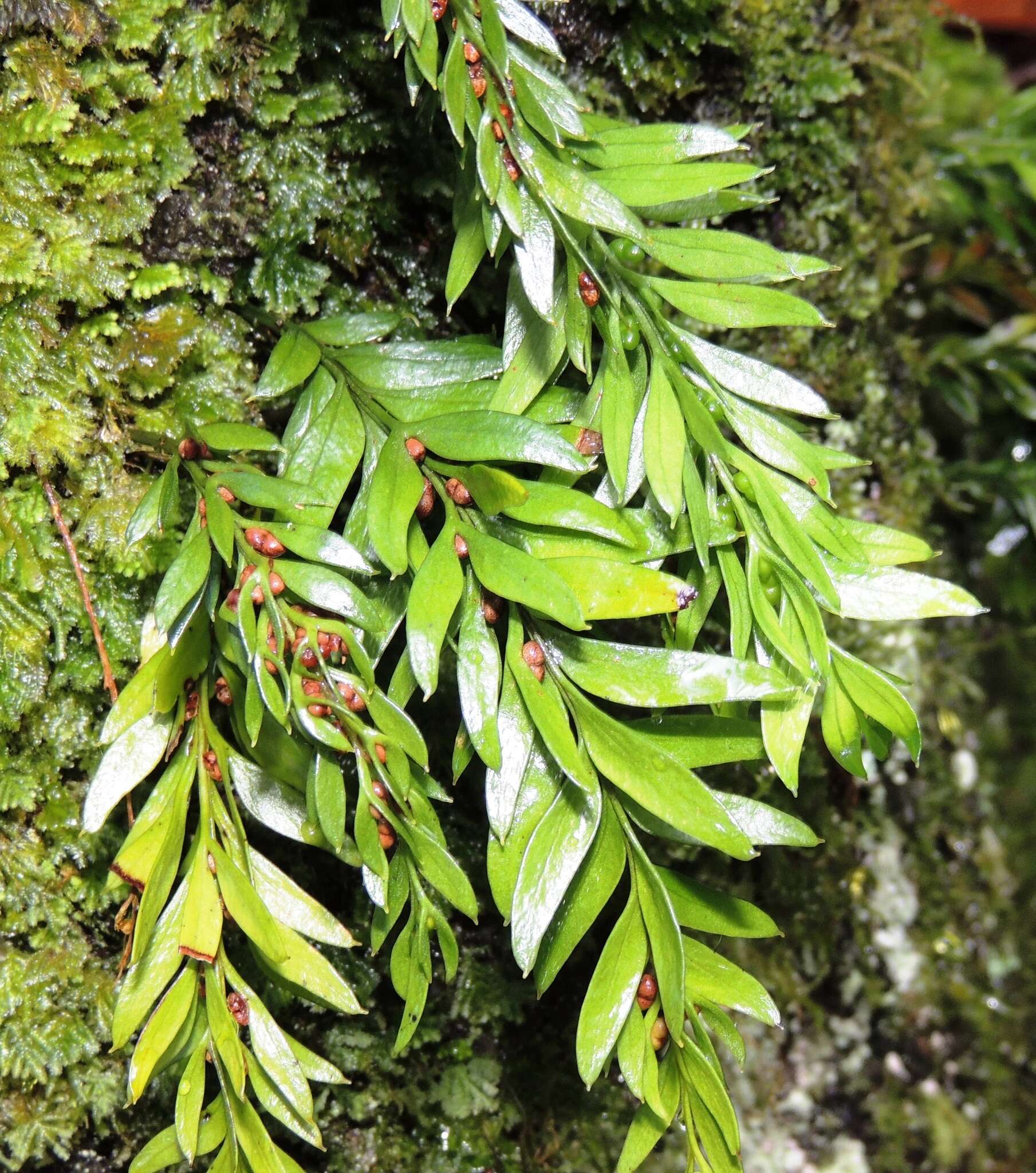 Image of Tmesipteris norfolkensis P. S. Green