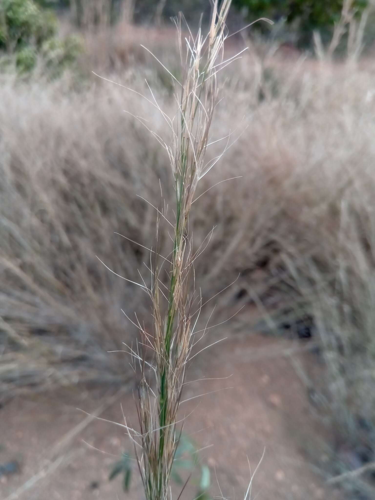 Image de Aristida rufescens Steud.