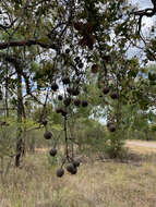 Image of Corymbia setosa (Schauer) K. D. Hill & L. A. S. Johnson