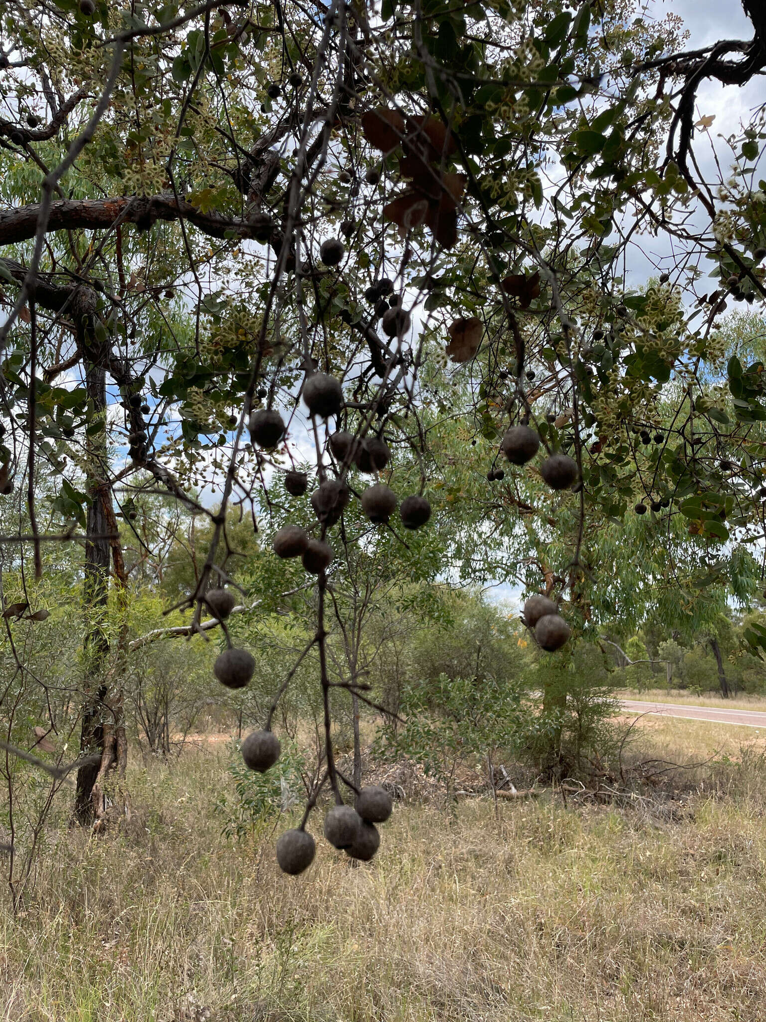 صورة Corymbia setosa (Schauer) K. D. Hill & L. A. S. Johnson