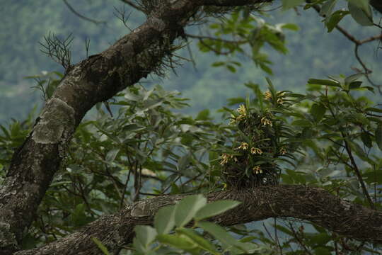 Image of Vanda cristata Wall. ex Lindl.