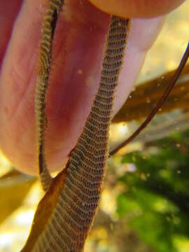 Image of Hairy bryozoan