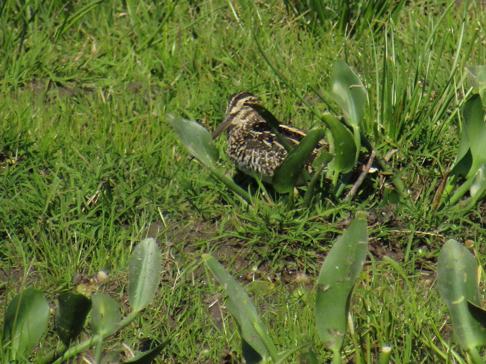 Image of South American Snipe