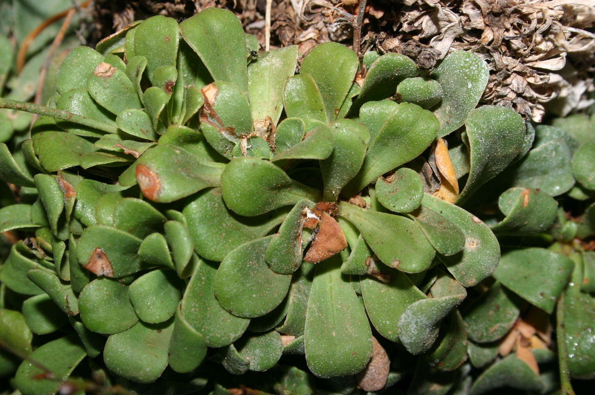 Image of Limonium zembrae S. Pignatti