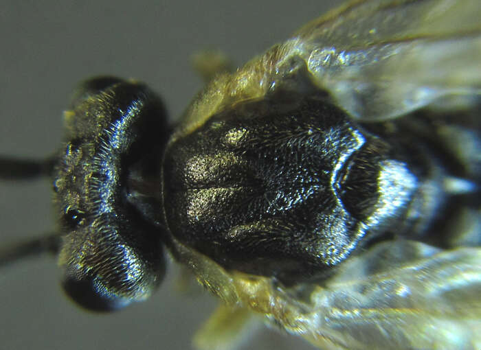 <i>Euura viduatina</i>的圖片