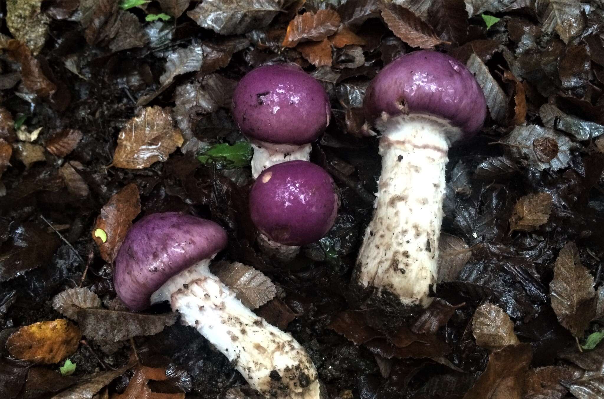 Image of Cortinarius lebre Garrido 1988