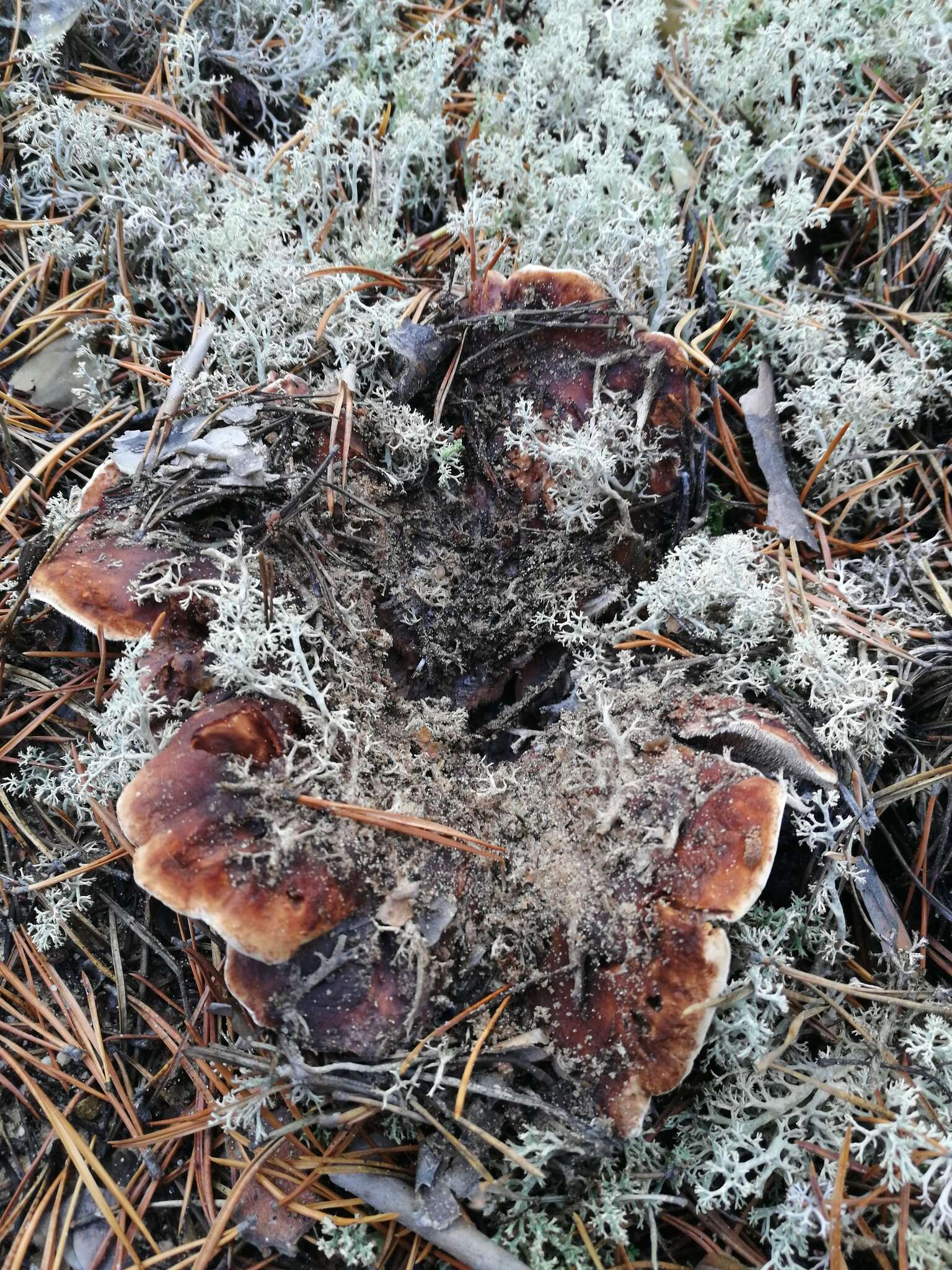 Image of Phellodon fuligineoalbus (J. C. Schmidt) Baird 2013