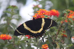 Image of Papilio garamas Geyer 1829