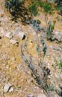Image of Lavandula stoechas subsp. luisieri (Rozeira) Rozeira