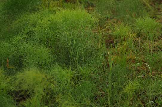 Peucedanum officinale L. resmi