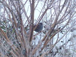 Image of Dunnock