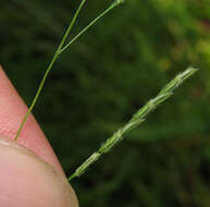 Image of whitegrass