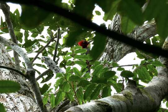 Image of Red-necked Woodpecker