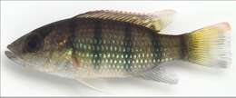 Image of Banded jewel cichlid