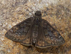 Image of Erynnis meridianus Bell 1927