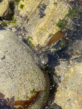 Image of California two-spot octopus