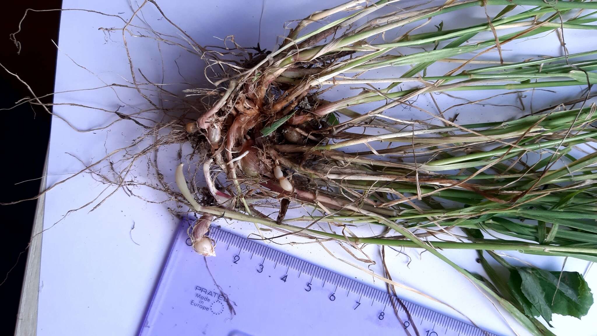 Image of sunolgrass