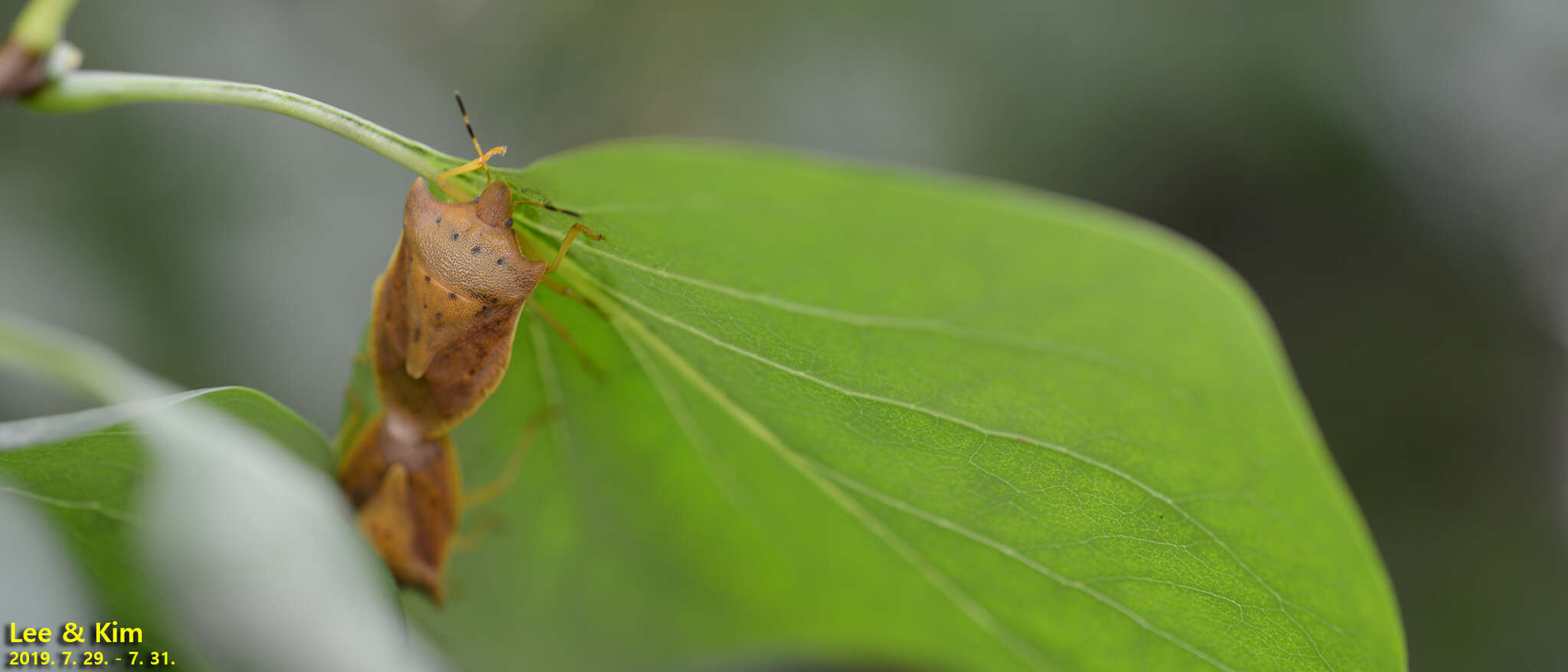 Image of Lelia decempunctata