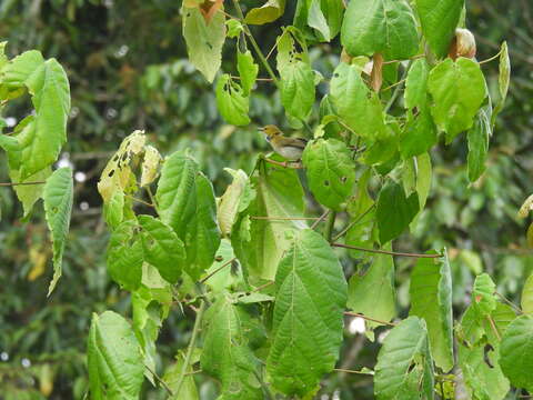 Image of Yellow-browed Camaroptera