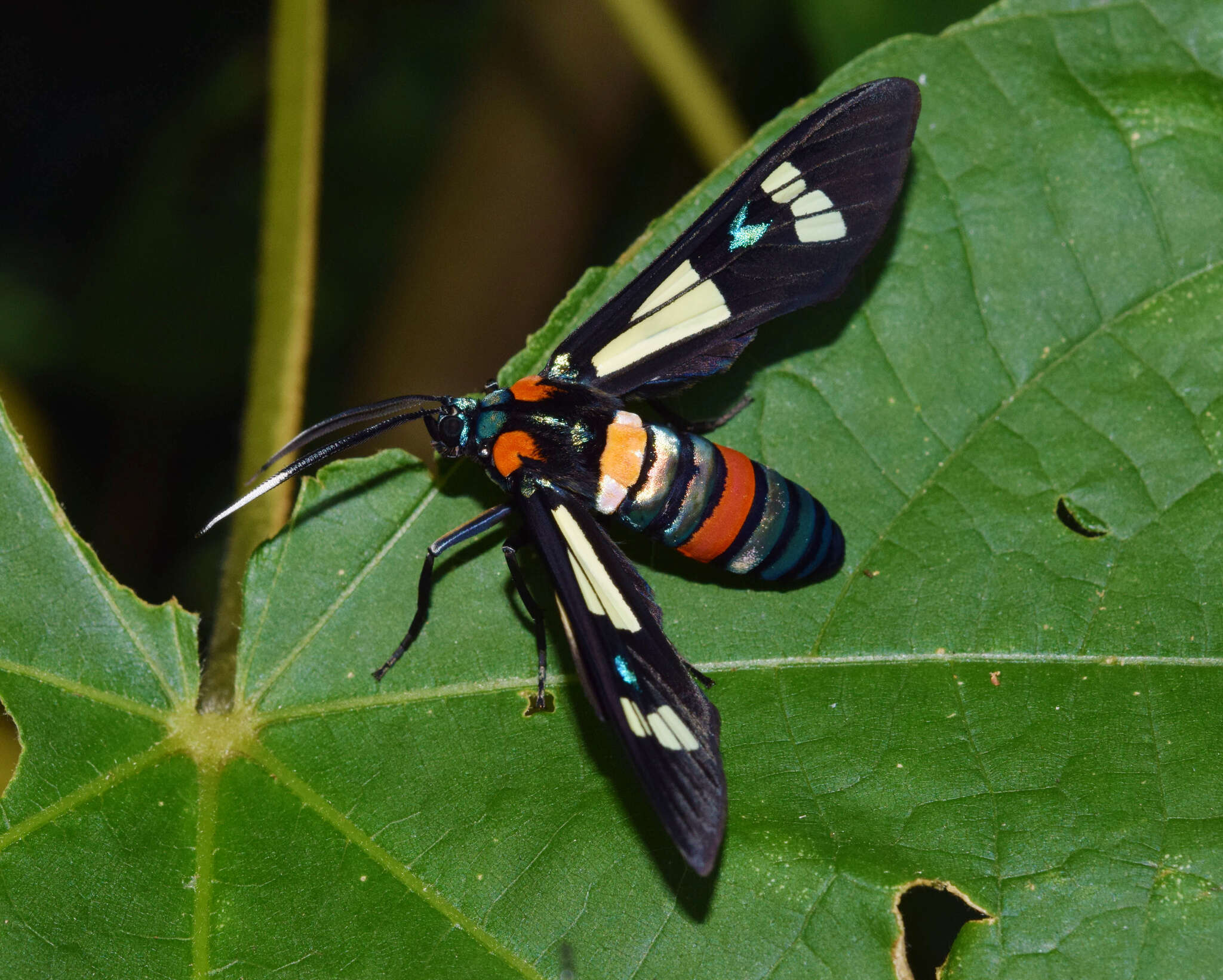 Image of Euchromia folletii Guérin-Meneville 1832