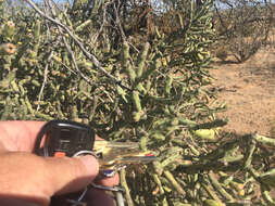 Image of Pencil Cholla