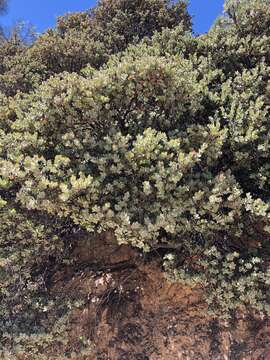 Слика од Arctostaphylos luciana P. V. Wells