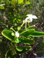 صورة Jasminum simplicifolium subsp. leratii