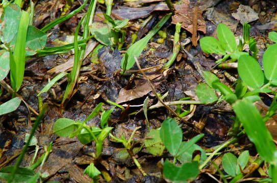 صورة Lithobates sierramadrensis (Taylor 1939)