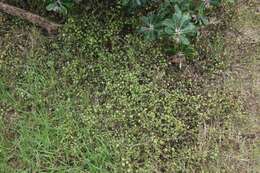 Image of maidenhair vine