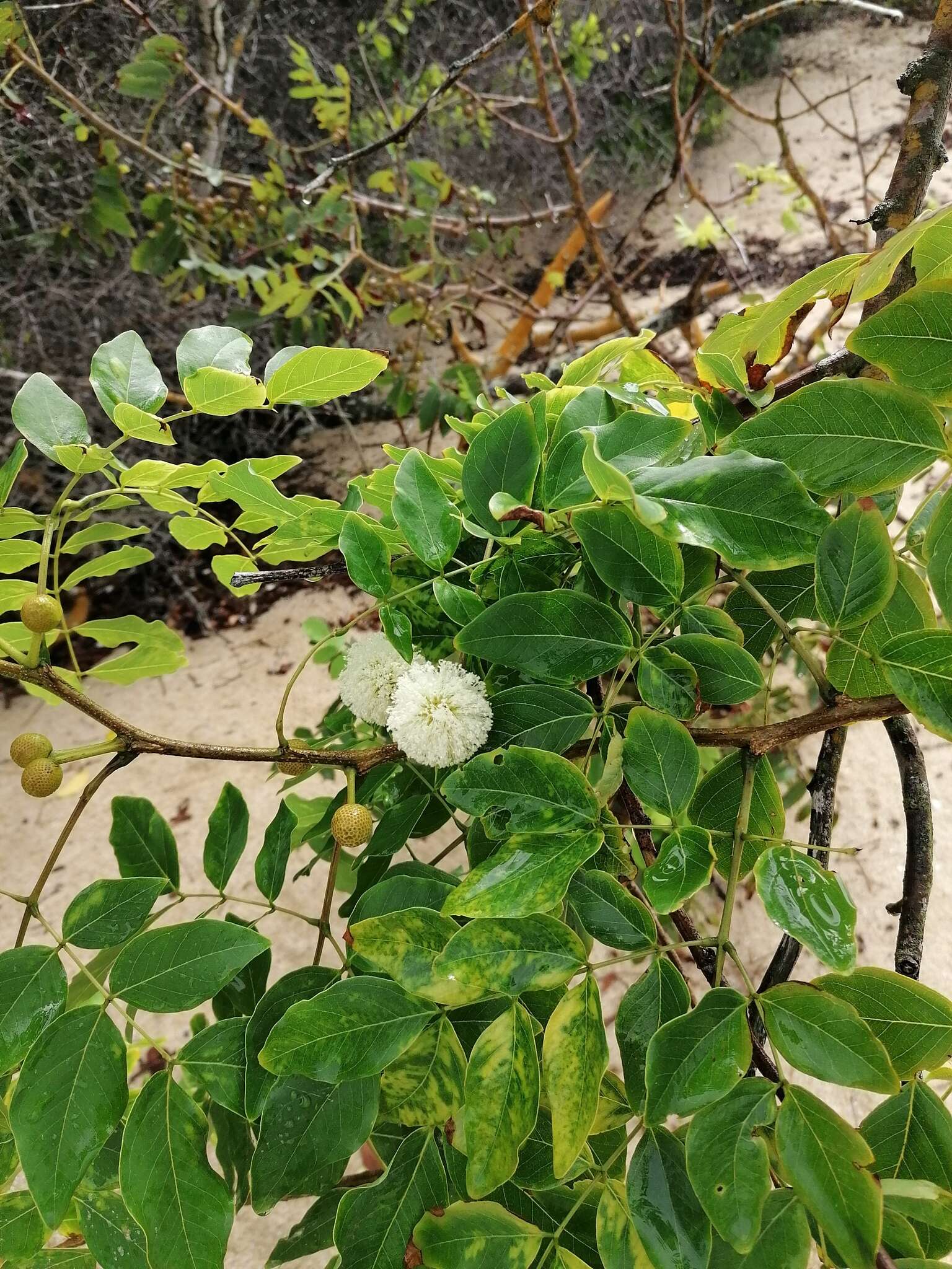 Plancia ëd Leucaena macrophylla Benth.